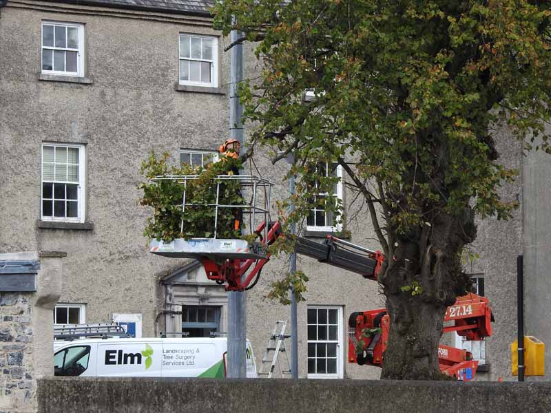 Tree surgery and removal by Elm Landscaping