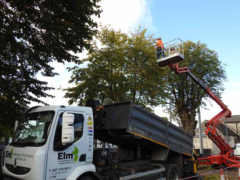Crown reduction and tree pruning by Elm