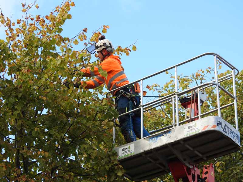 Commercial tree works by Elm Landscaping